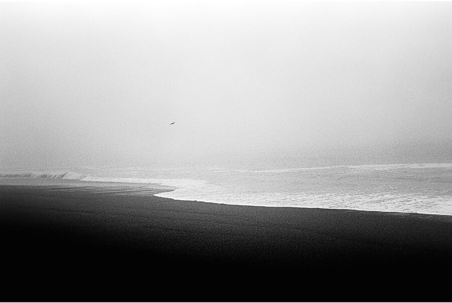 Fog over an empty shoreline, a single bird in flight above the surf.